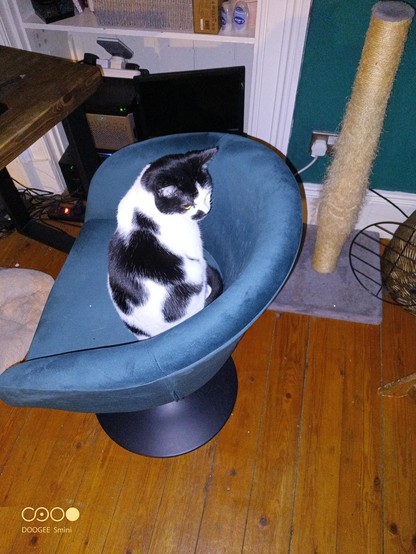 White and black cat (cow-markings) sitting on a green chair (maybe looks blue in the photo). The chair is curved, which is great for cats to snuggle into. She was snuggled just before this photo was taken, but is sitting up now pondering whether to get up (she does).