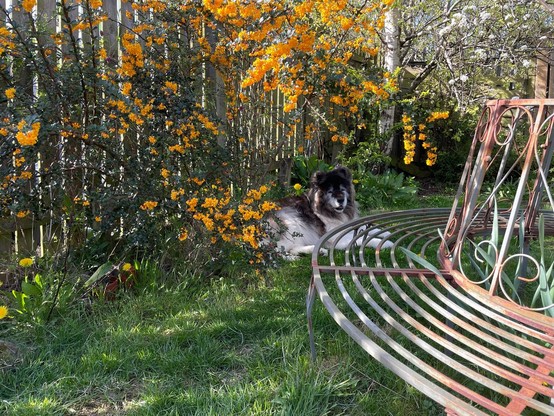 A Darwin’s Barberry growing up by a wooden fence, in full flower (masses of them, clusters of bright orange); beneath, our longcoat Akita Ella rests contentedly in the grass. In the foreground you can see the slightly rusting circular bench surrounding a pear tree, also in bloom (these ones are white).