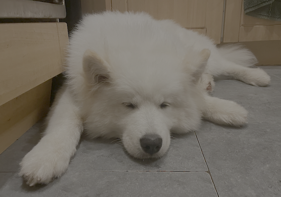 A seven-month-old Samoyed puppy lying on a kitchen floor.